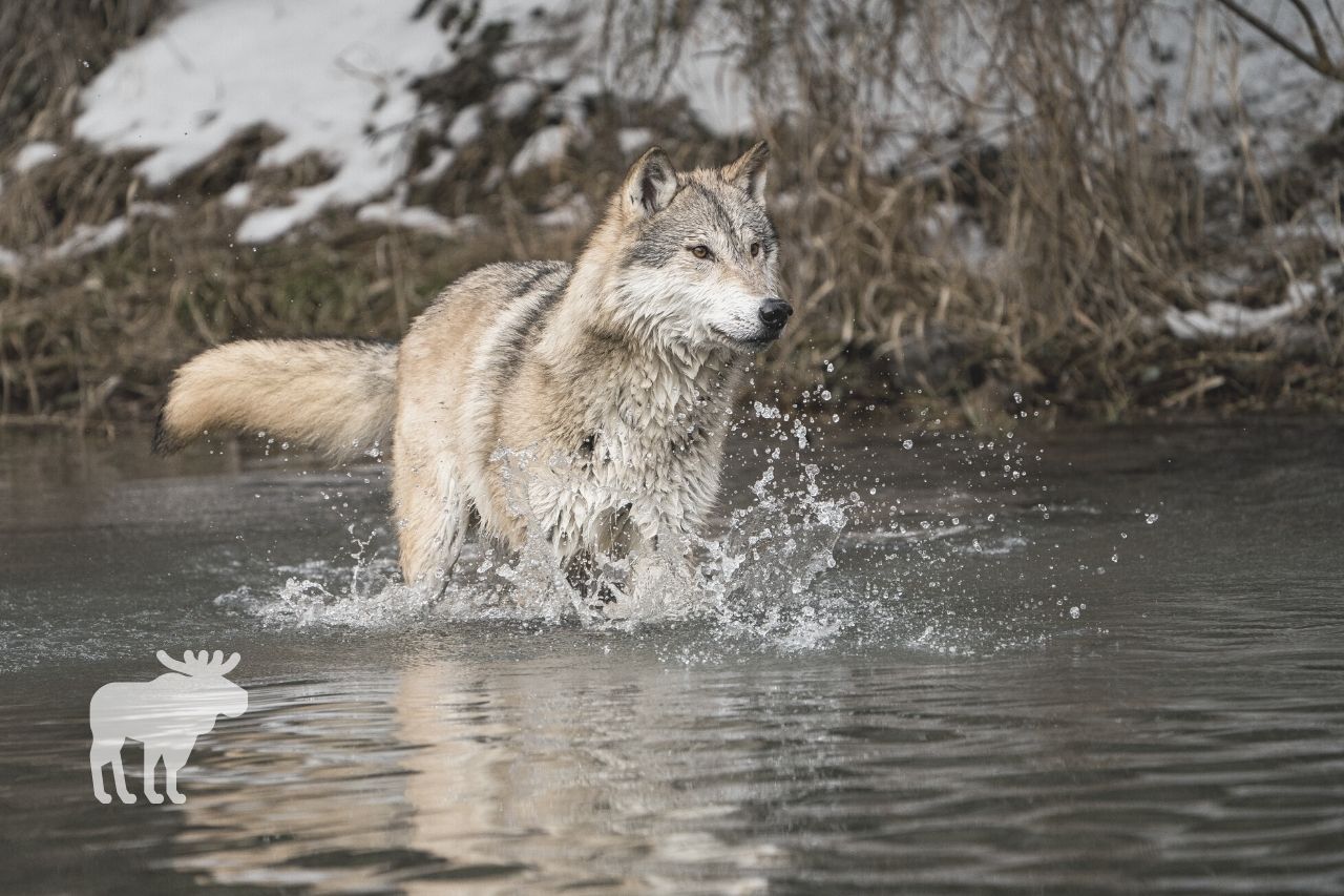 Fast Can A Wolf Run? — Forest Wildlife