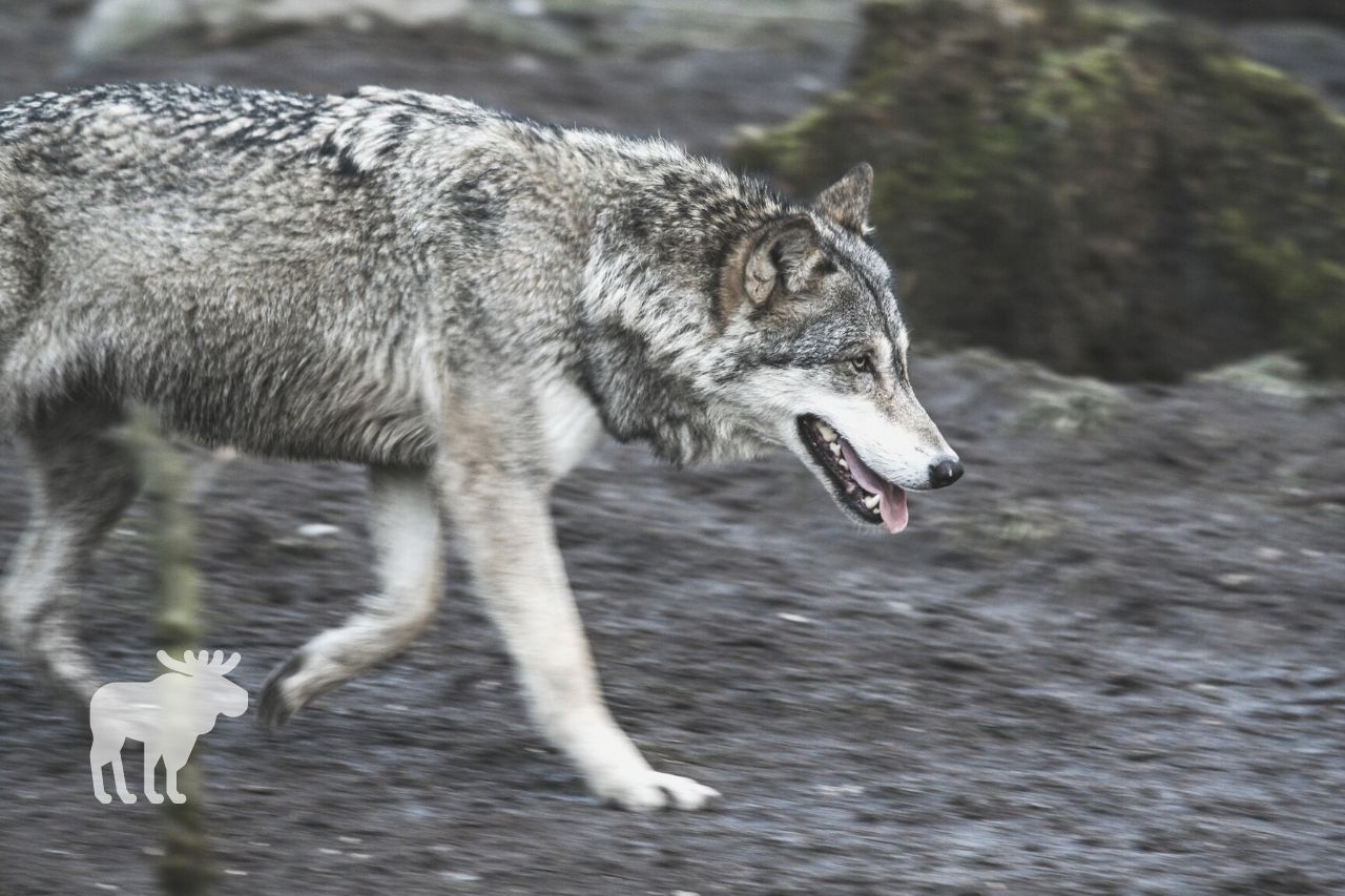 Fast Can A Wolf Run? — Forest Wildlife