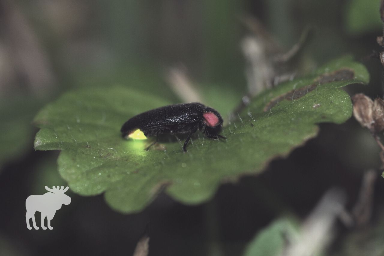 How Do Fireflies Light Up — Forest Wildlife