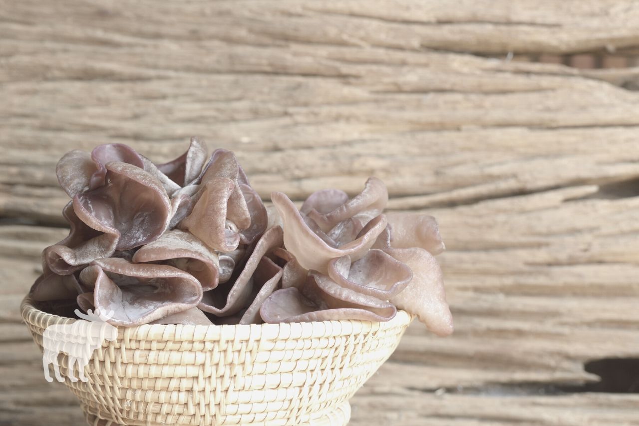 What Are Wood Ear Mushrooms?